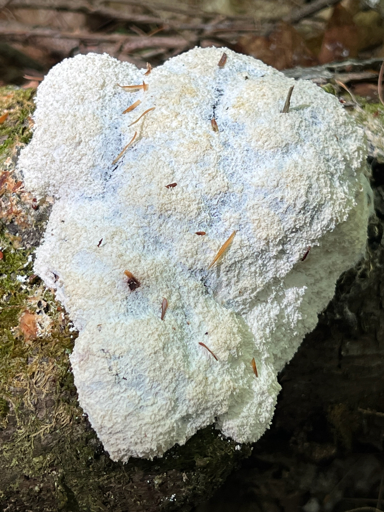 Stemonitidia