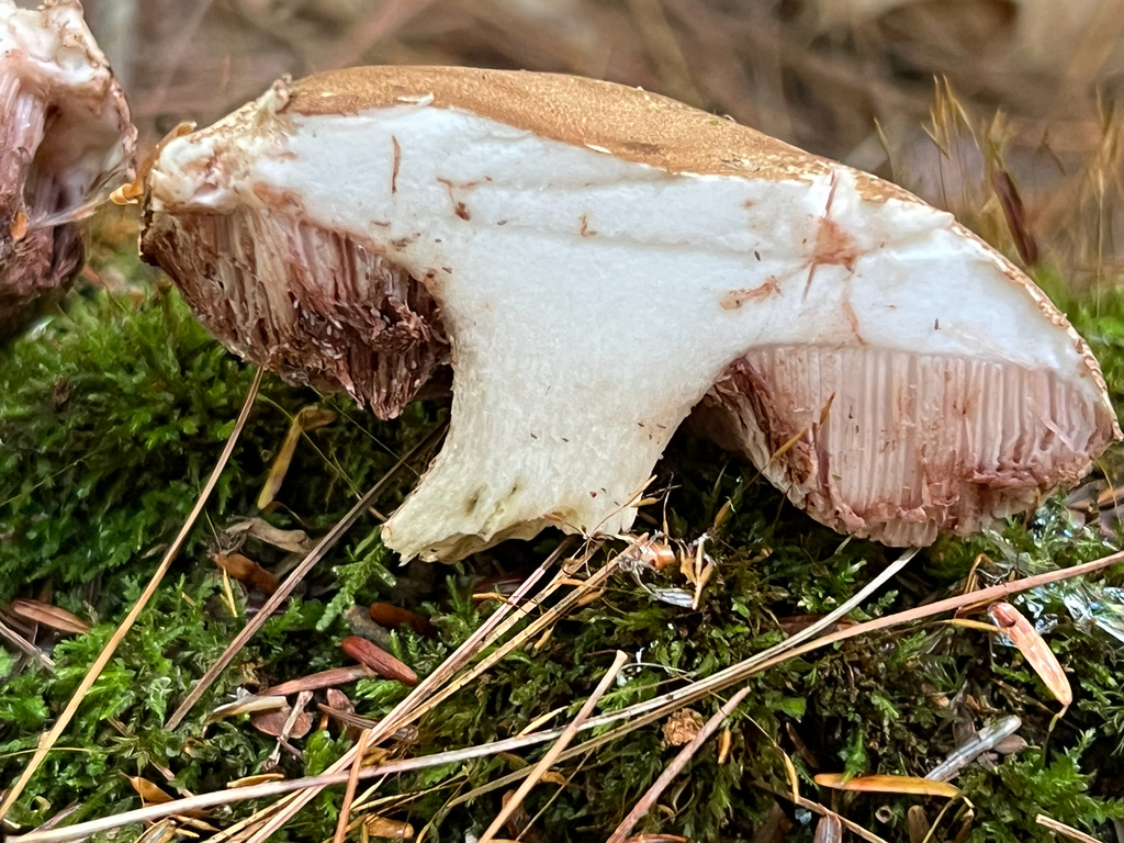 boletes