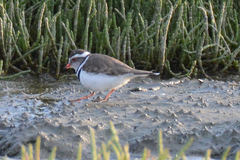 Charadrius tricollaris tricollaris