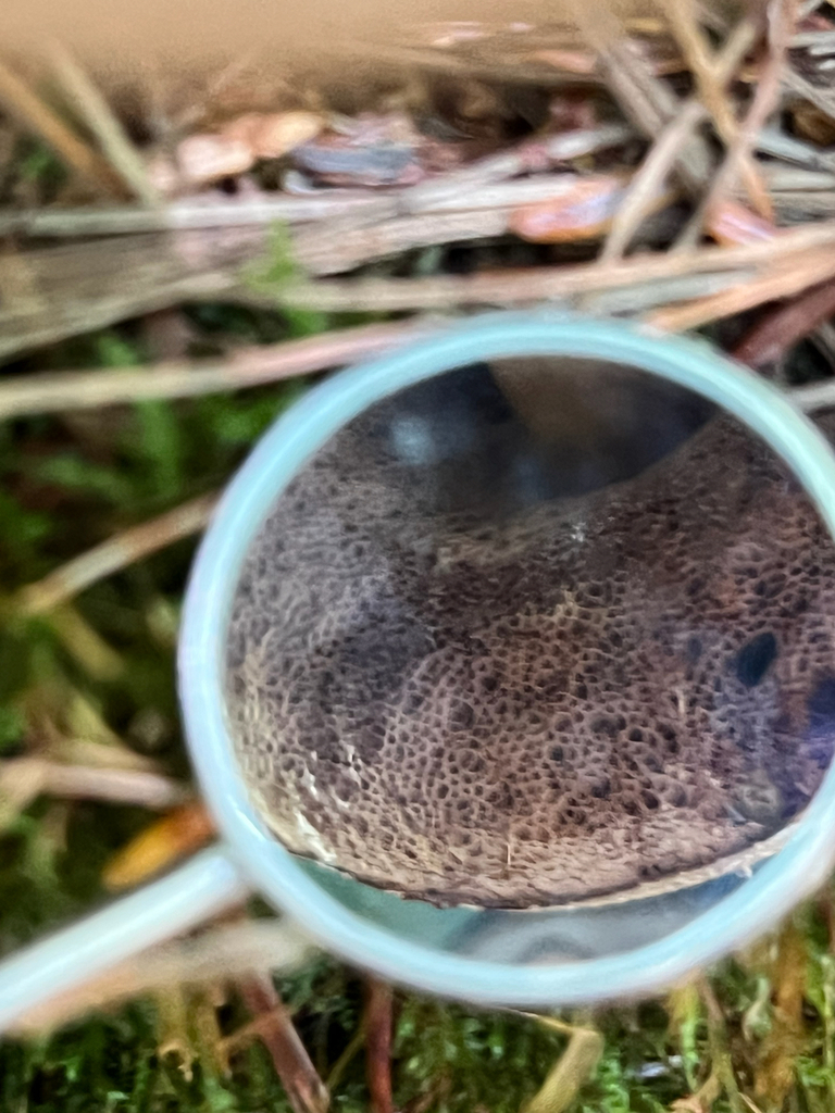 boletes
