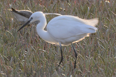 Egretta garzetta