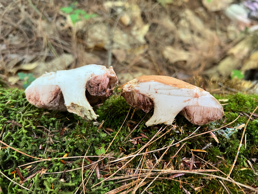 boletes