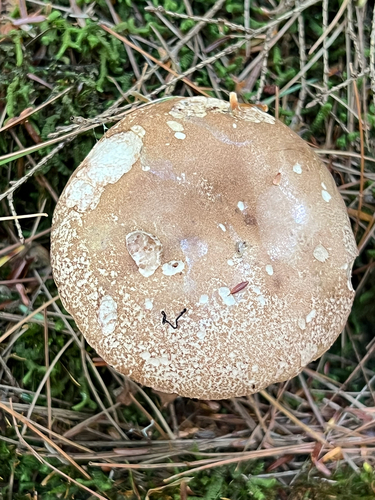 boletes