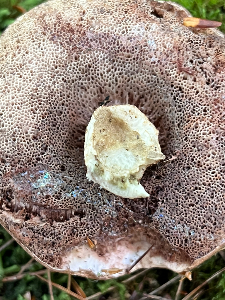 boletes