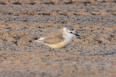 Charadrius marginatus marginatus