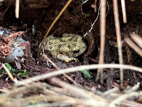 American Toad
