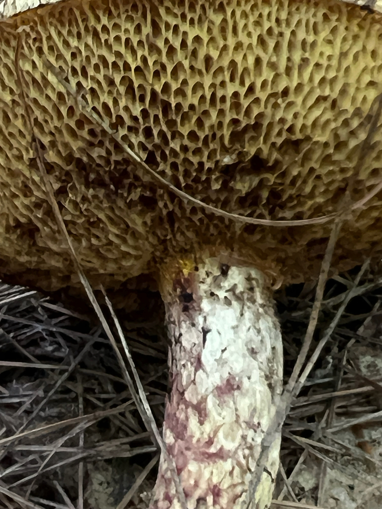 Painted Suillus