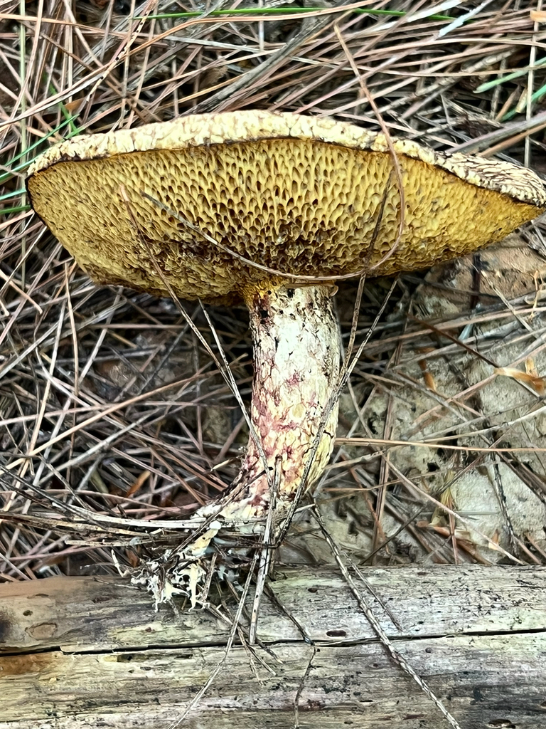 Painted Suillus
