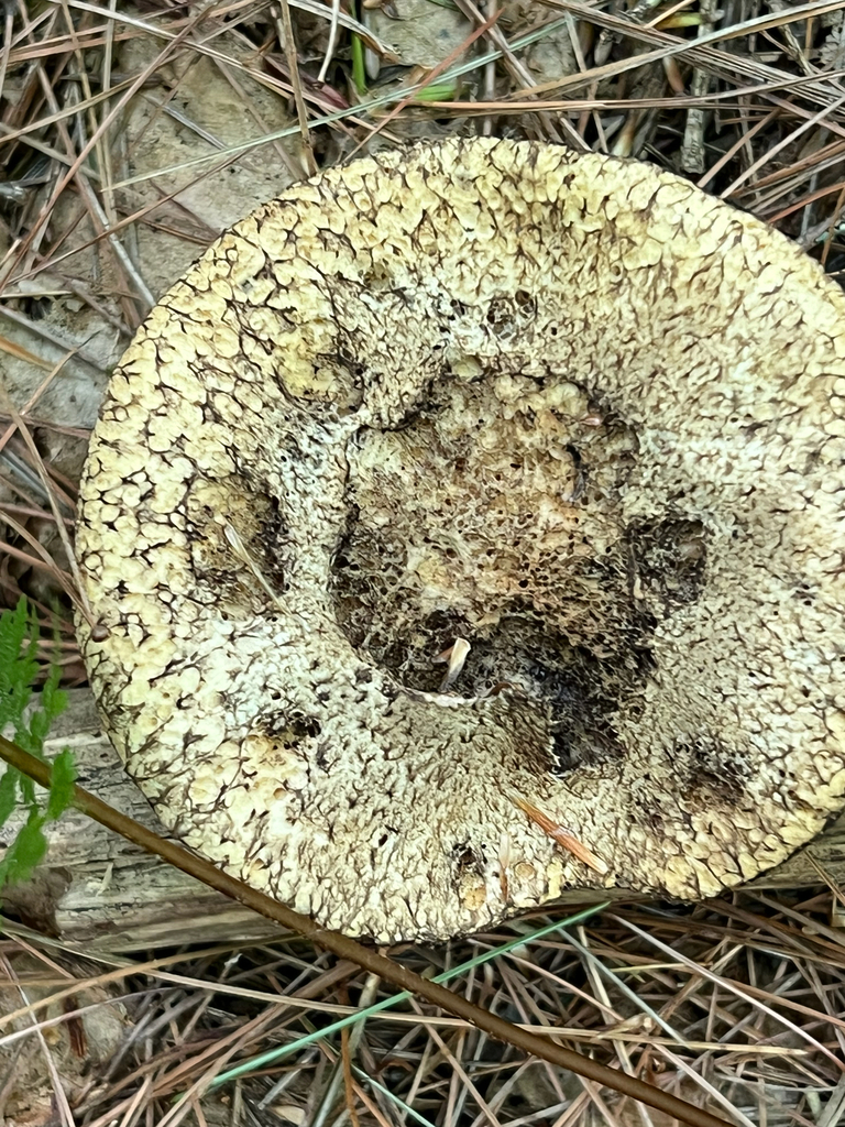 Painted Suillus