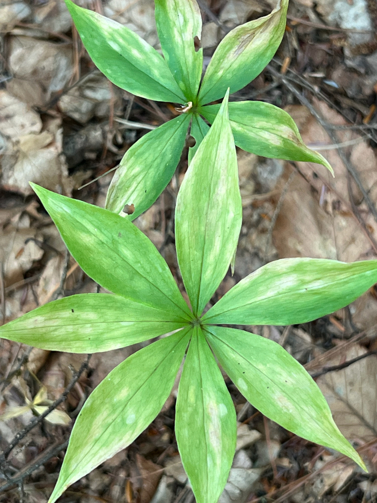 Cucumber Root