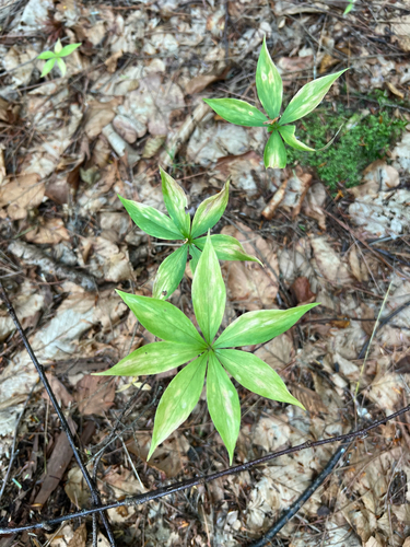 Cucumber Root