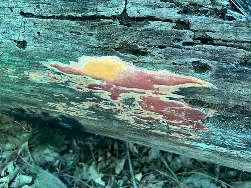 Ceriporia spissa