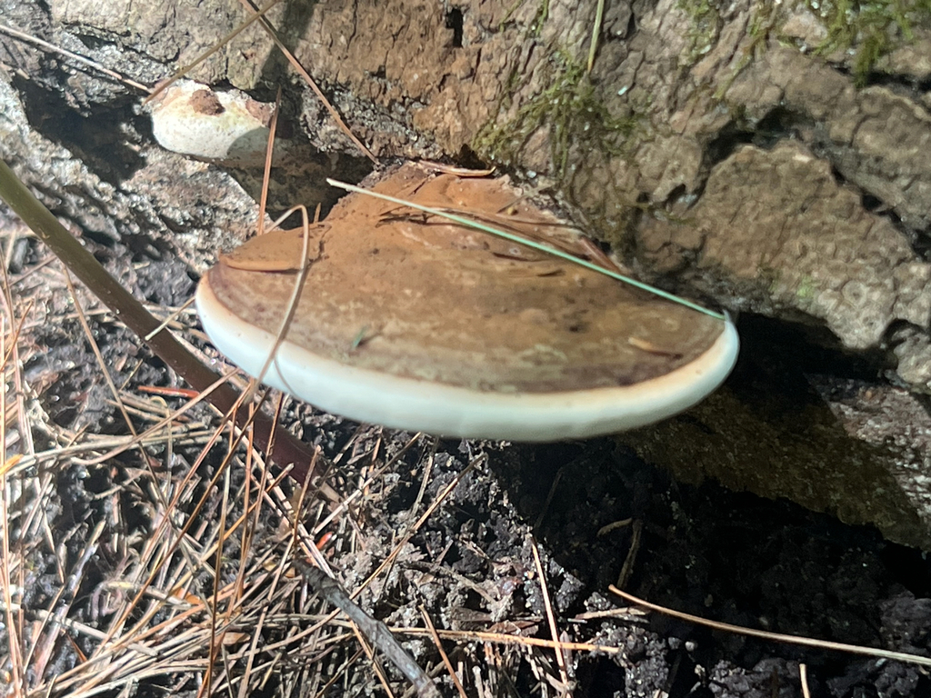 Artist's Brackets, Reishi, and Allies