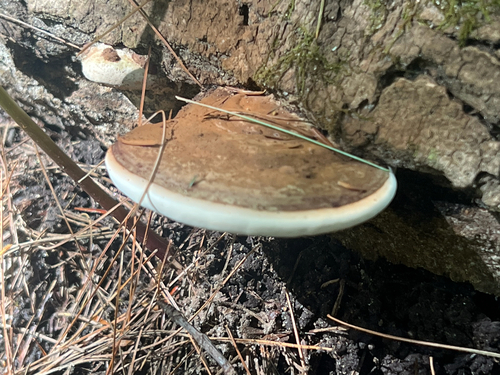 Artist's Brackets, Reishi, and Allies