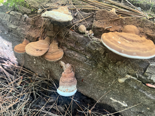 Artist's Brackets, Reishi, and Allies