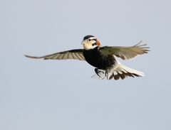 Chestnut-Collared Longspur photo 2