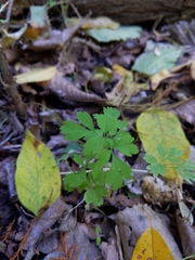 Corydalis flavula