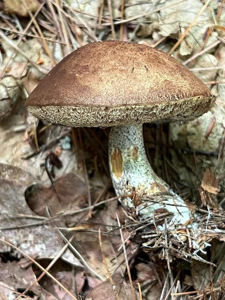 boletes and allies