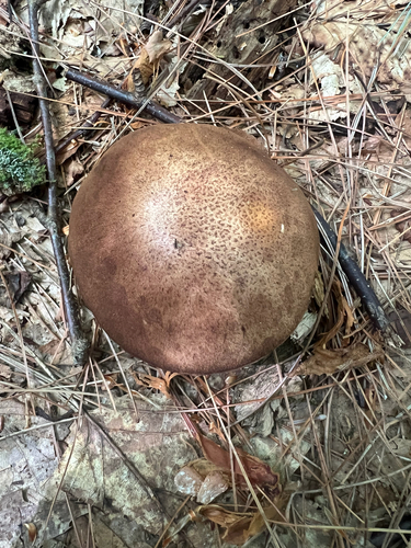 boletes and allies