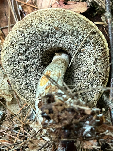 boletes and allies