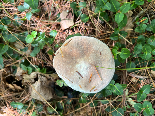 bolete mould