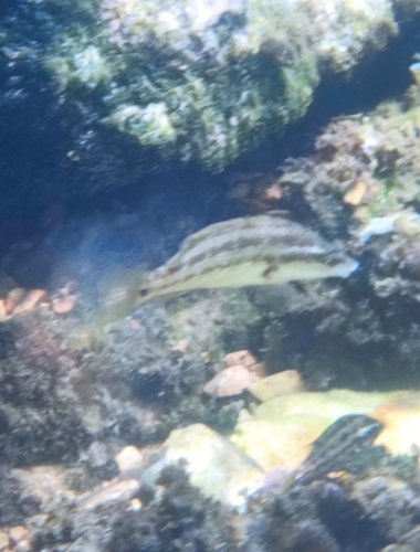 Symphodus tinca