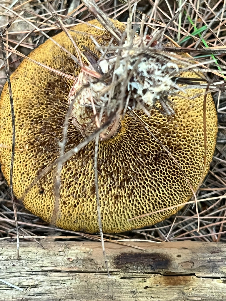 Painted Suillus