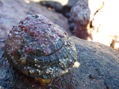 Fissurella costata