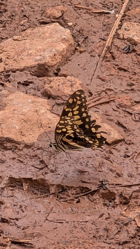 Citrus Swallowtail
