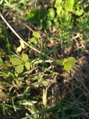 Brassicaceae