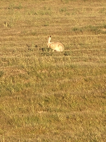 Black-tailed Jackrabbit