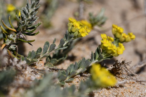 Alyssum arenarium