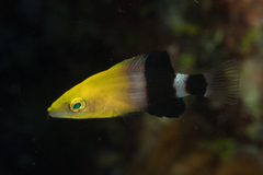 Bodianus loxozonus