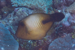 Amanses scopas