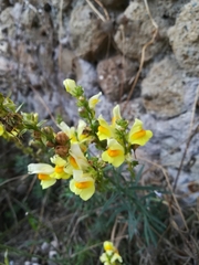 Linaria vulgaris