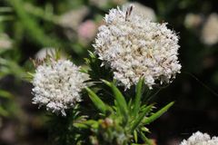 Metalasia pulchella