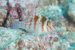 Cirrhitichthys falco