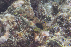 Halichoeres margaritaceus