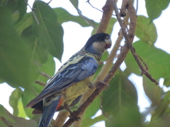 Platycercus venustus