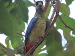 Platycercus venustus