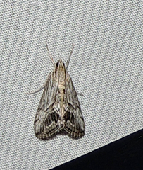 Evergestis simulatilis