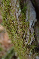 Pseudoleskea baileyi