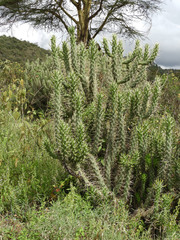 Austrocylindropuntia subulata