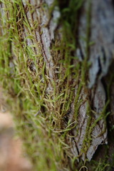 Pseudoleskea baileyi