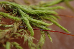 Pseudoleskea baileyi