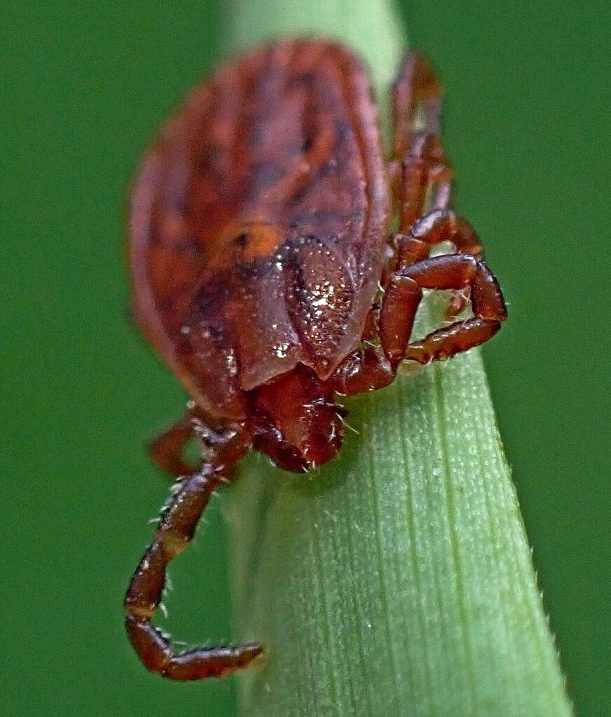 Asian Longhorned Tick from Charleston, Staten Island, NY 10309, USA on ...