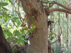 Ficus congesta