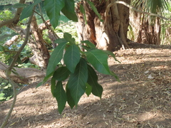 Ficus congesta