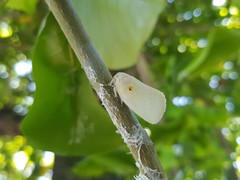 Poeciloflata combinata