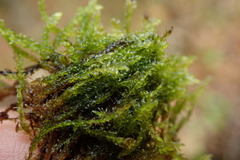 Drepanocladus